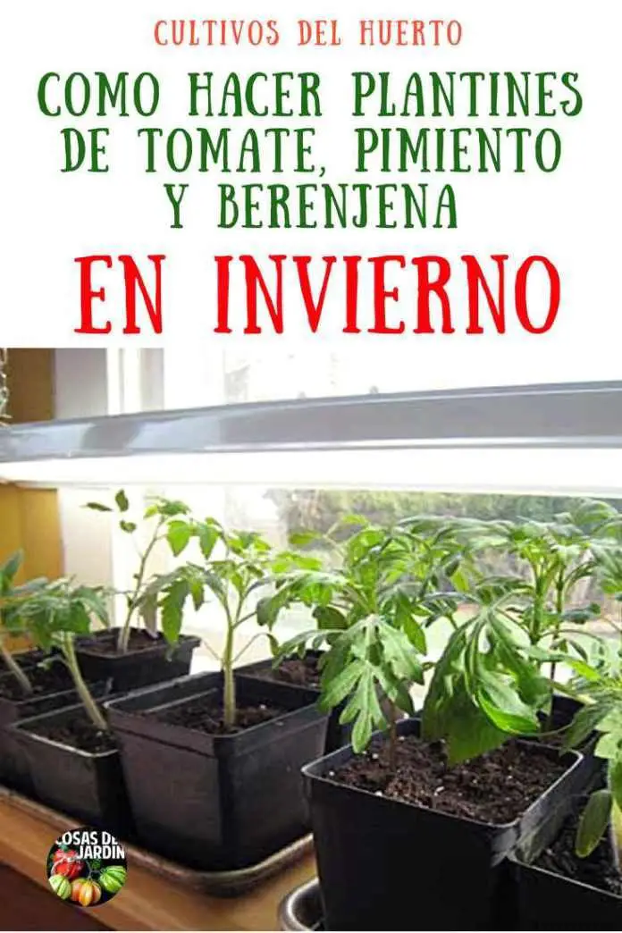 Cómo empezar a cultivar pimientos Cultivo de pimientos en el jardín