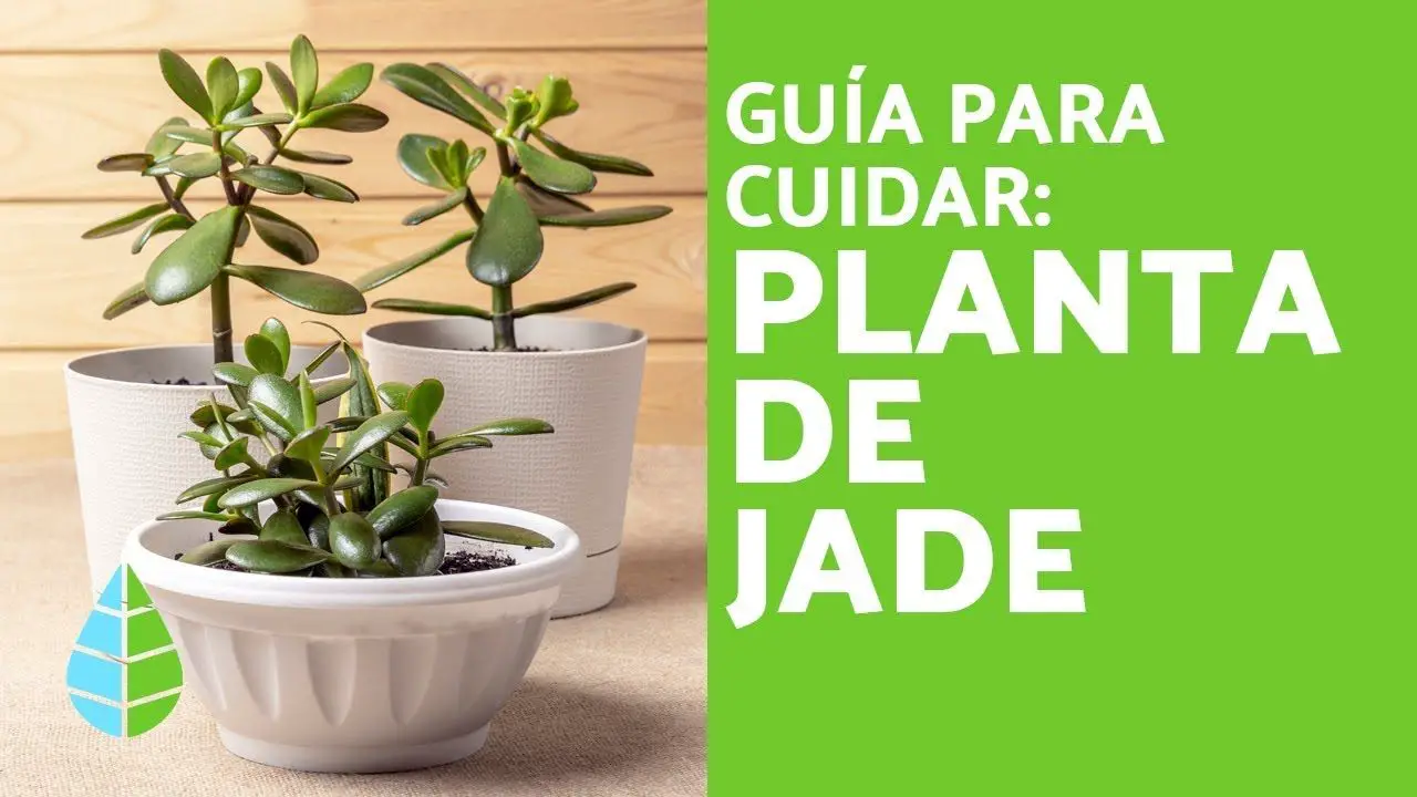 Cultivo De Plantas De Jade Consejos Para El Cuidado Y Mantenimiento