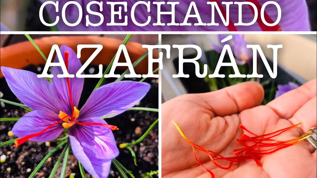 Cultivando azafrán Una guía completa para plantar y cuidar el azafrán