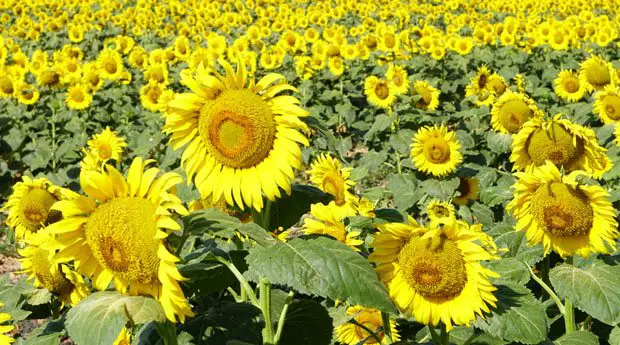 El Cultivo Del Girasol Consejos Para Mi Huerto