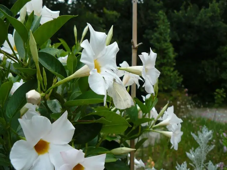 5 consejos prácticos para Mandevilla laxa Consejos para mi huerto