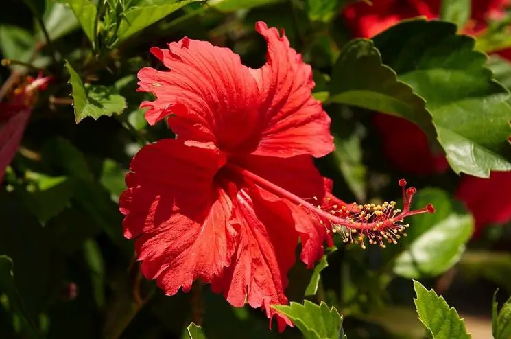 Flores Hibiscus Consejos Para Mi Huerto