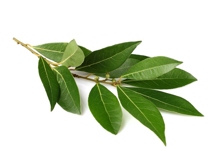 Infusi N De Hoja De Laurel Consejos Para Mi Huerto