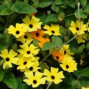 Susanna Dagli Occhi Neri Thunbergia Alata Consejos Para Mi Huerto