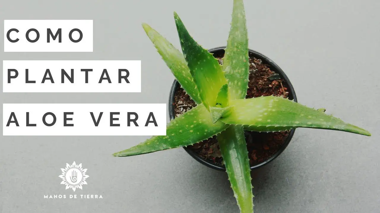 Aloe Vera Plant Care Cómo Cultivar Una Planta De Sábila Consejos Para Mi Huerto 3880
