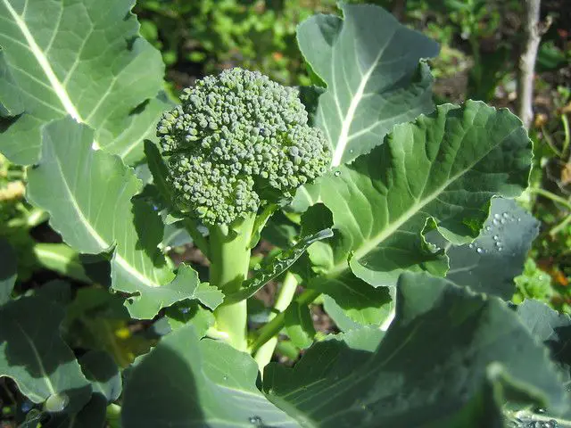 Cómo Cultivar Brócoli Cultivar Brócoli En Su Jardín Consejos Para Mi Huerto