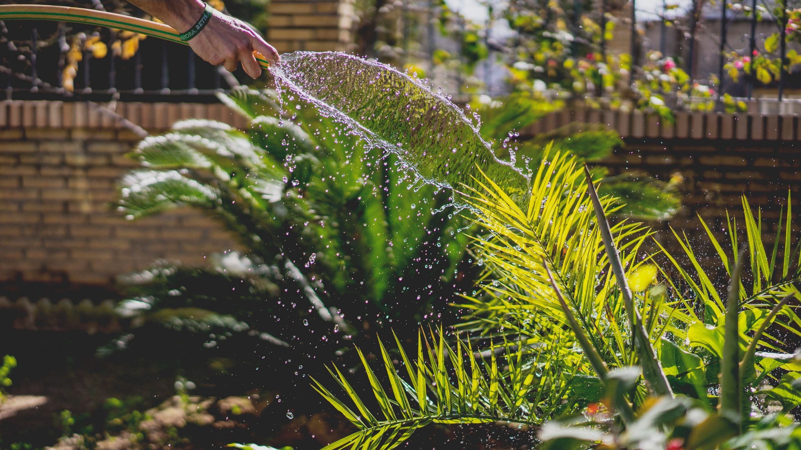 Mejor Momento Para Regar Las Plantas ¿cuándo Debo Regar Mi Jardín