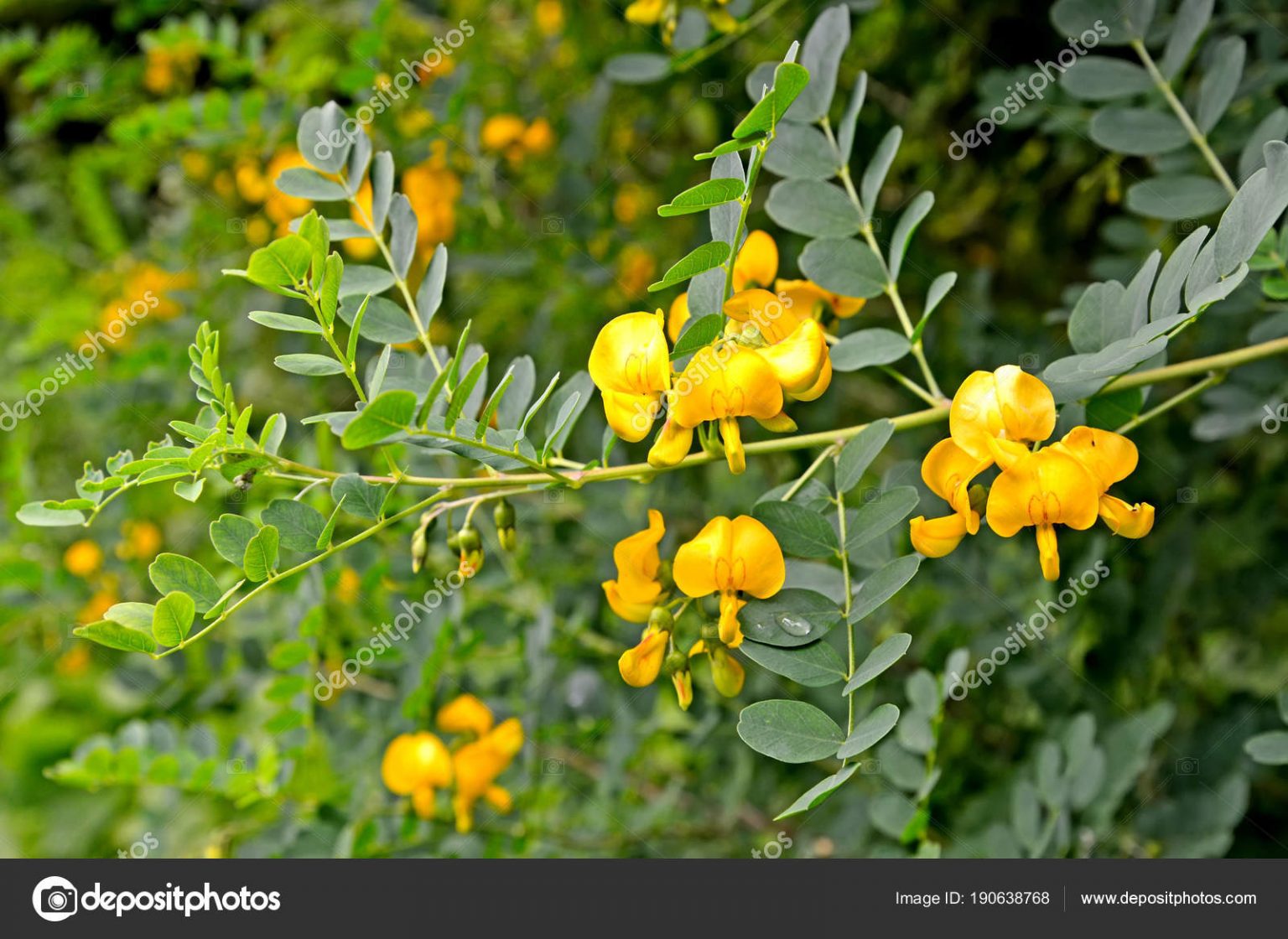 Горох акации. Caragana arborescens Lorbergii. Карагана древовидная Лорберги. Акация Лорберга. Желтая Акация Лорберге.