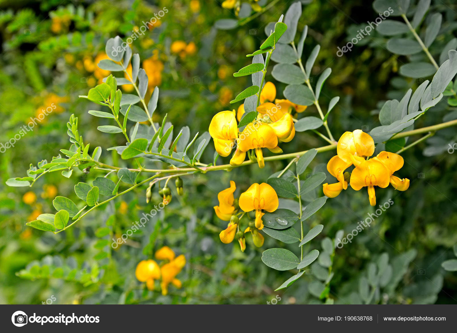 Желтое растение гороха. Caragana arborescens Lorbergii. Карагана колючая. Куст горох Акация. Акация кустарник горох.