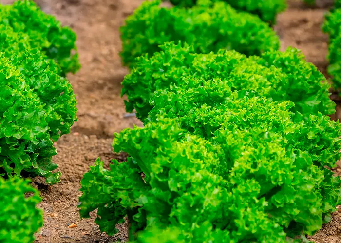 Cómo Cultivar La Lechuga De Escarola Consejos Para Mi Huerto