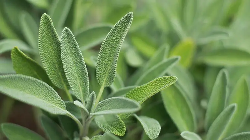 Cuidado De La Salvia Dorada Como Cultivar Una Planta De Salvia