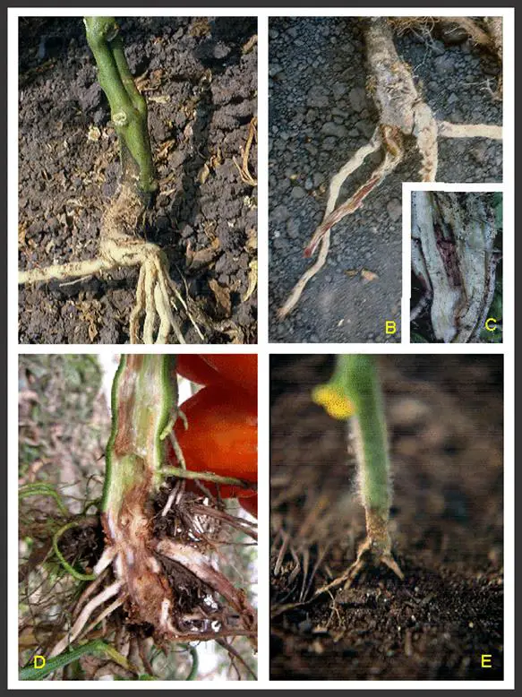 Корневая гниль томатов фото