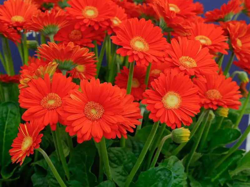 Gerbera X Jamesonii Garvinea Gerbera Garvinea Consejos Para Mi