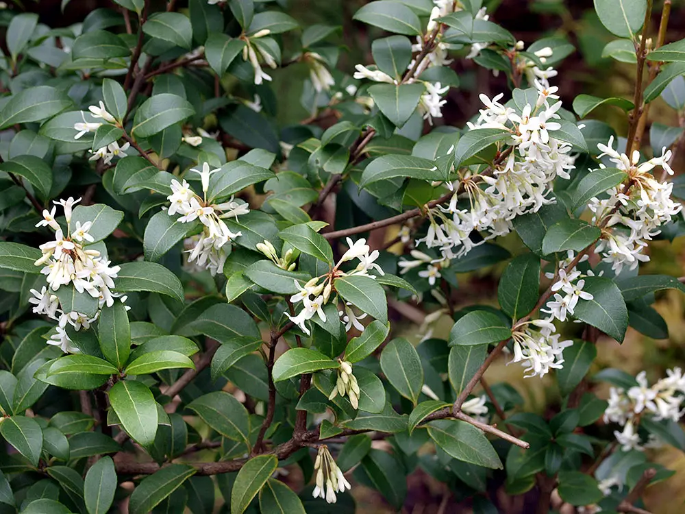 Osmanthus delavayi