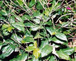 Paciencia Espinaca Acedera Espinaca Perpetua Consejos Para Mi