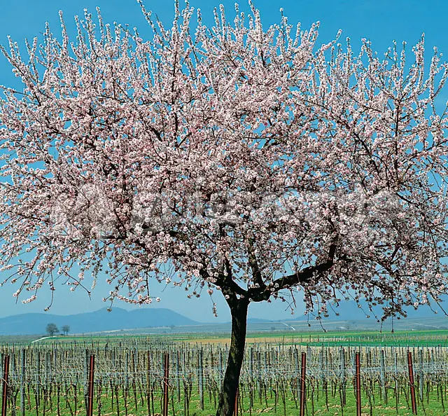 Миндальное дерево. Миндаль обыкновенный дерево. Прунус амигдалус. Prunus Amygdalus Dulcis. Миндаль пралине дерево.