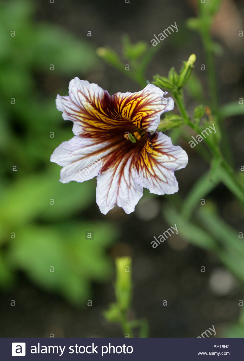 Salpiglossis Con Flores Cambiantes Trompeta De Terciopelo