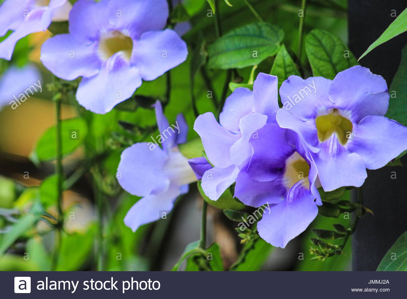 Thunbergia Grandiflora Thunbergy De Flor Grande Trompetas De