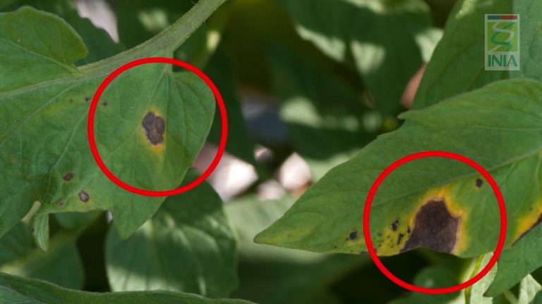 Mancha Bacteriana En La Hoja De Las Plantas Cómo Tratar La Mancha Foliar Bacteriana Consejos 