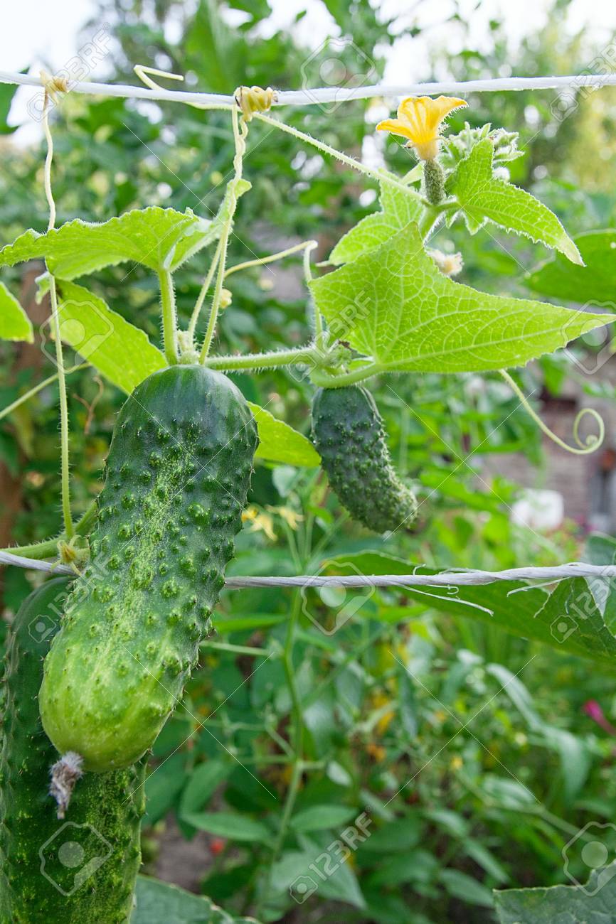 C Mo Hacer Crecer Los Pepinos Consejos Para Mi Huerto