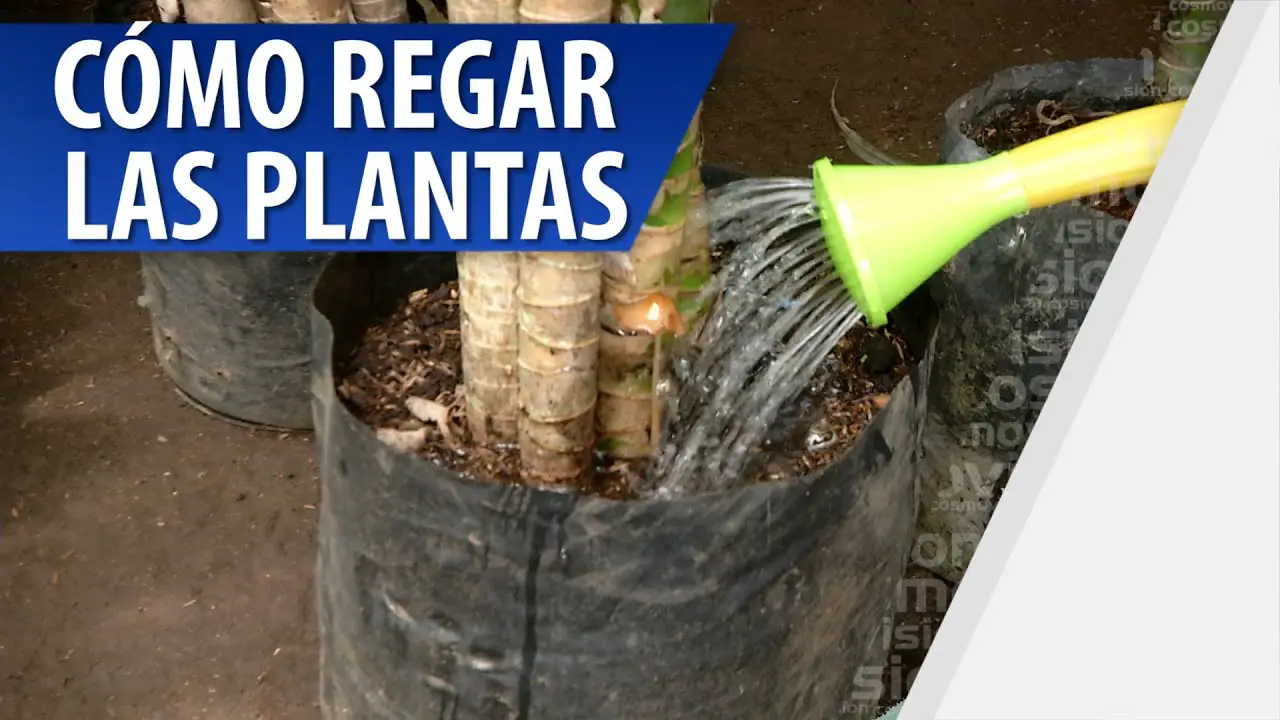 Cómo Regar Las Plantas Adecuadamente Consejos Para Mi Huerto