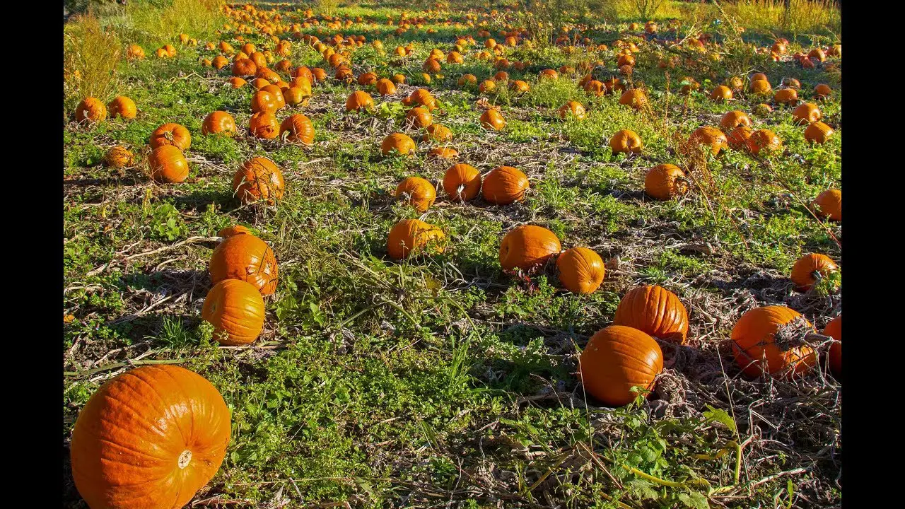 Creciendo calabazas: Cómo plantar, cultivar y cosechar ...