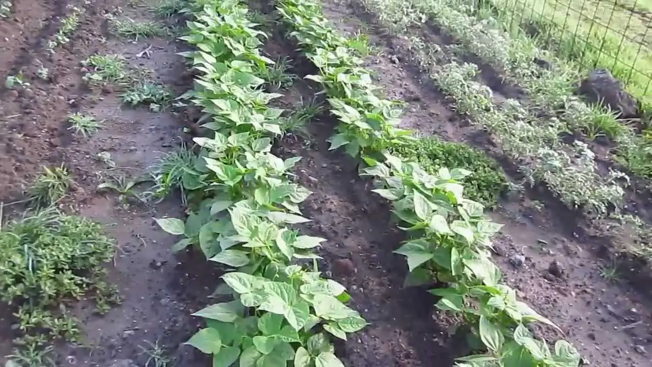 Cultivando Frijoles Una Guía Completa Para Plantar Cultivar Y Cosechar Frijoles Consejos 5885