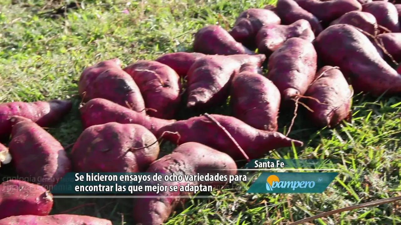 Cultivando Patatas Dulces La Guía Completa Para Plantar Cultivar Y Cosechar Batatas Consejos 8312