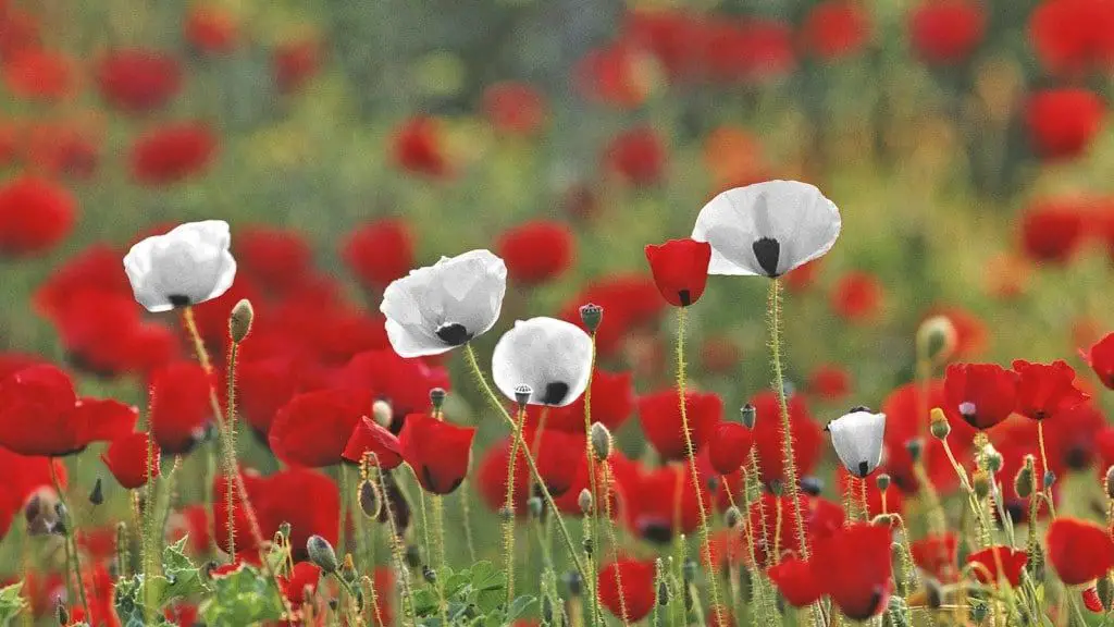 El Cultivo De Amapolas Para Semillas Decorativas Especias Y Belleza Consejos Para Mi Huerto