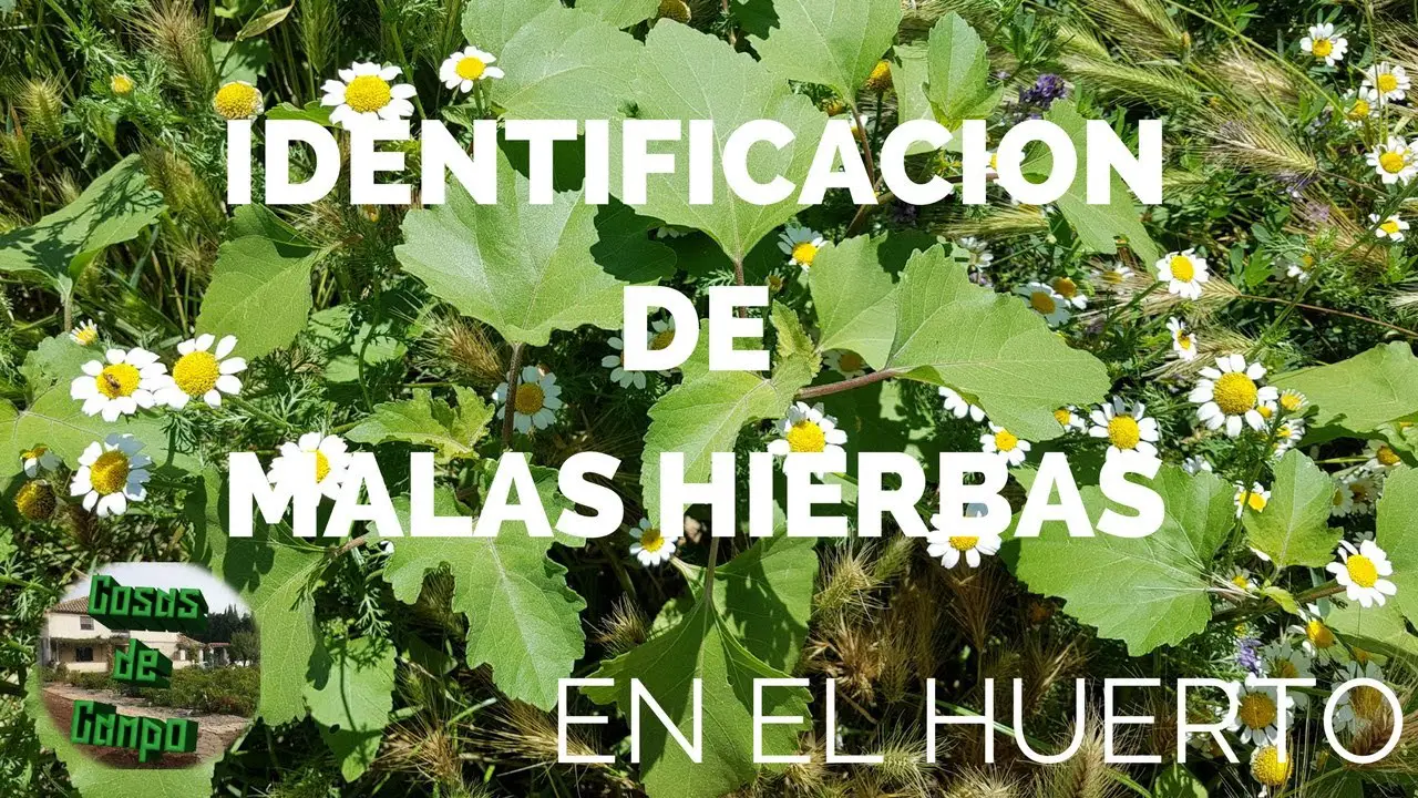 Lo que es una mala hierba del jardín y lo que no? - Consejos para mi huerto