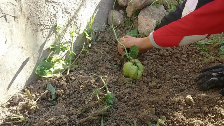 5 maneras de usar la caca de pato para enriquecer el suelo de su