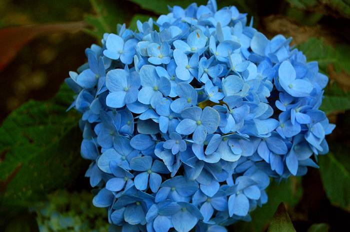 ▷▷ Descubre las 【OFERTAS en Plantas Flor Celeste】 ¡Entra!