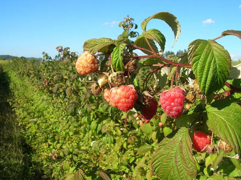 El Cultivo De La Frambuesa Consejos Para Mi Huerto 5378