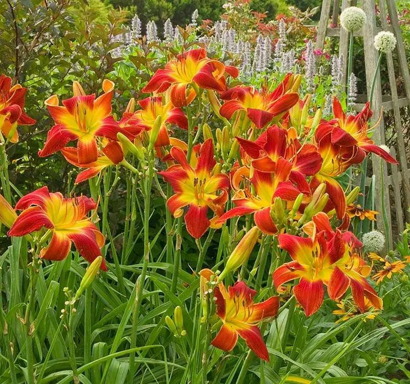 Хемерокалис цветок фото и описание сорта