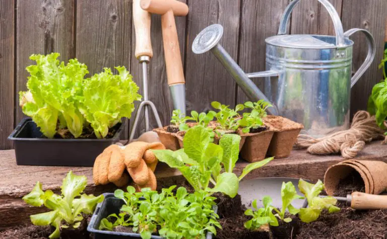 Los 9 errores más comunes en jardinería - Consejos para mi huerto