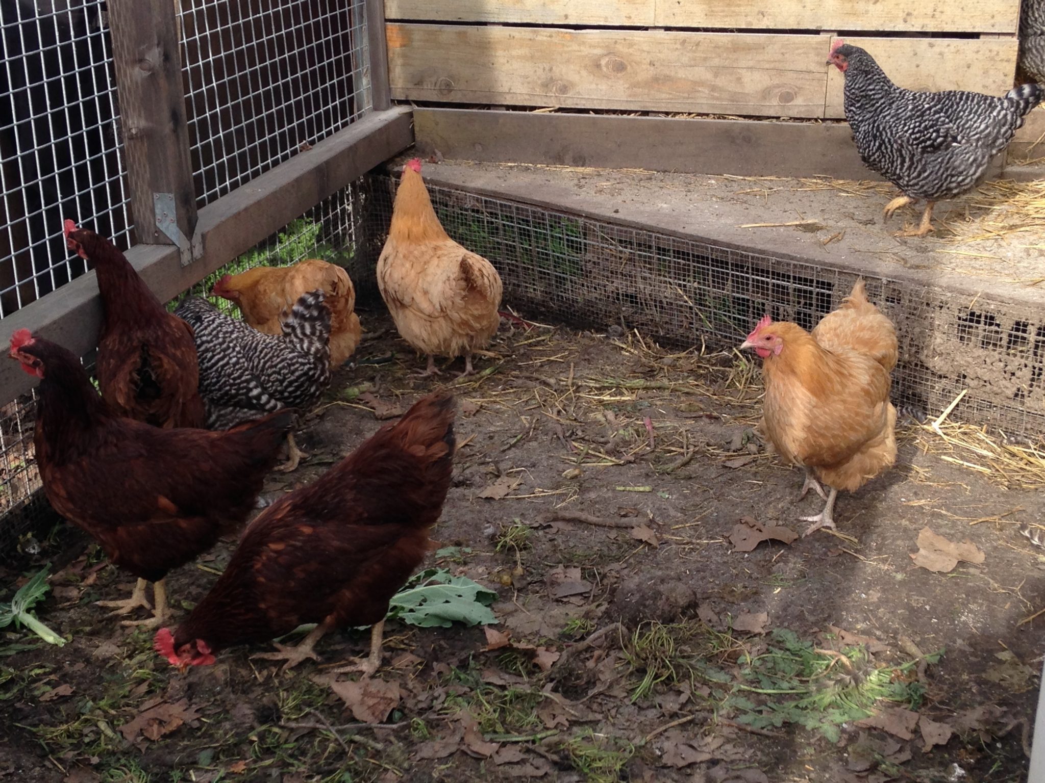 Dónde Comprar Pollos Y Otras Aves De Corral En Línea Consejos Para Mi