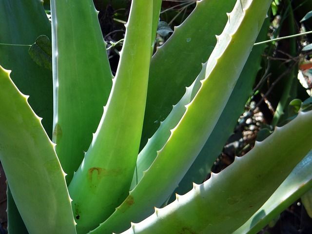 The Virtues Of Aloe Vera Tips For My Garden 4865