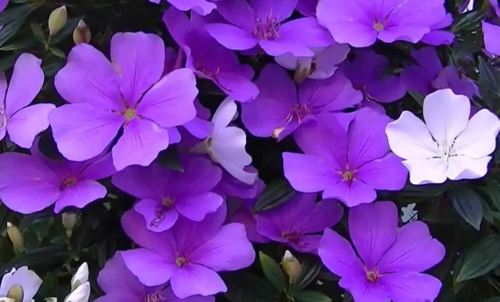 Tibouchina mutabilis