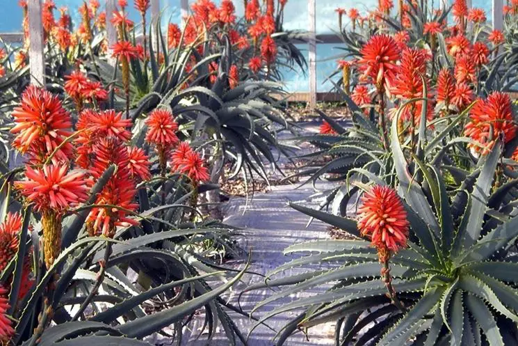 Cultivo De Aloe Arborescens Consejos Para Mi Huerto 4402