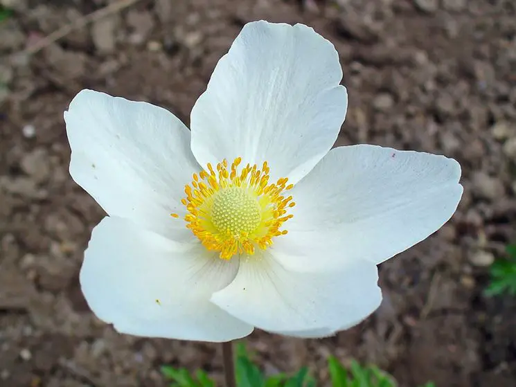 flor de anemona