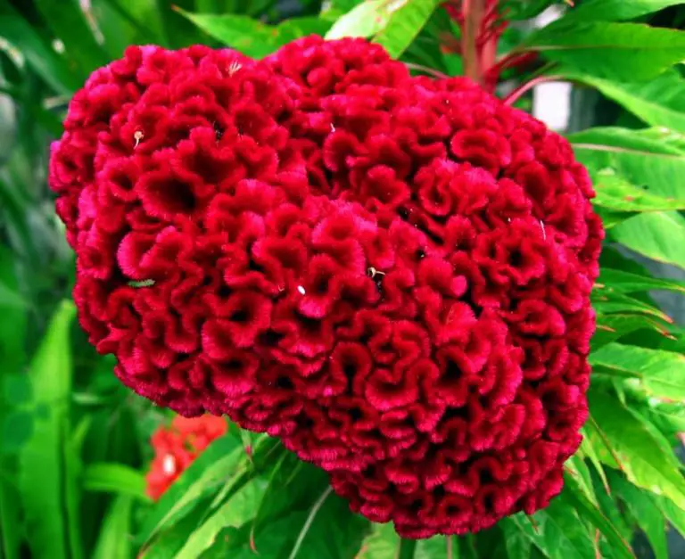 Characteristics of the cockscomb (Celosia cristata) - Tips for my garden