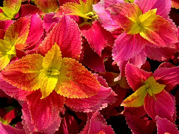 coleus003