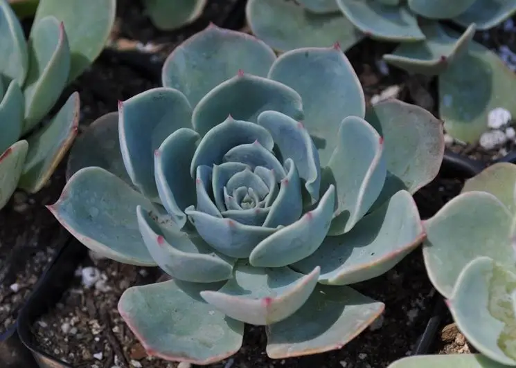 Succulent fertilization.  – Tips for my garden