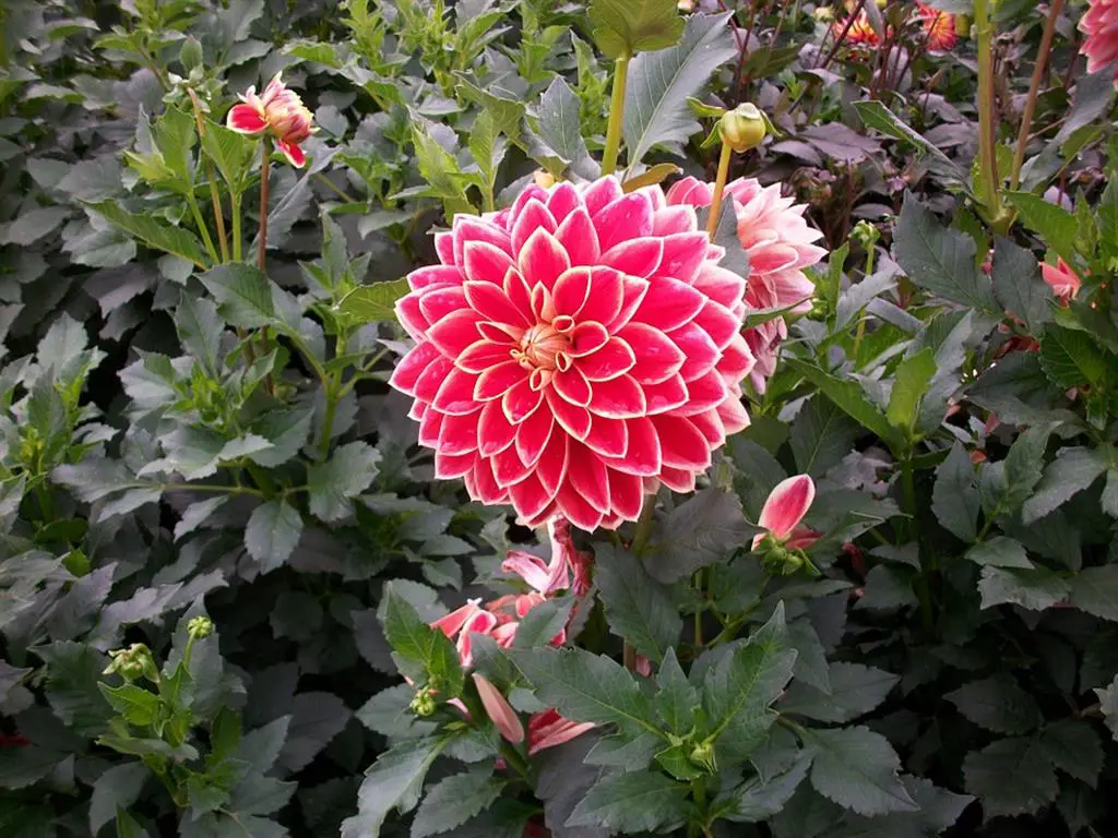 Dalias Características Y Plantación En Macetas Consejos Para Mi Huerto