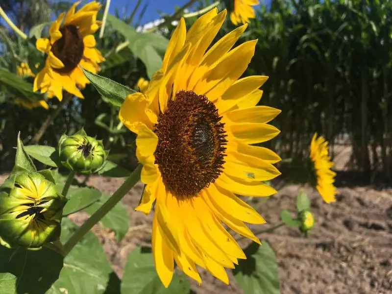 Consejos Esenciales Para Cultivar Girasol Consejos Para Mi Huerto