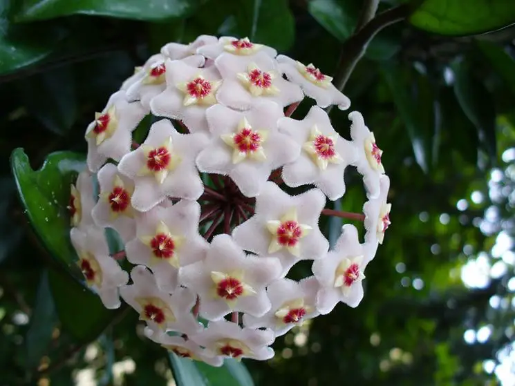 Hoya carnosa