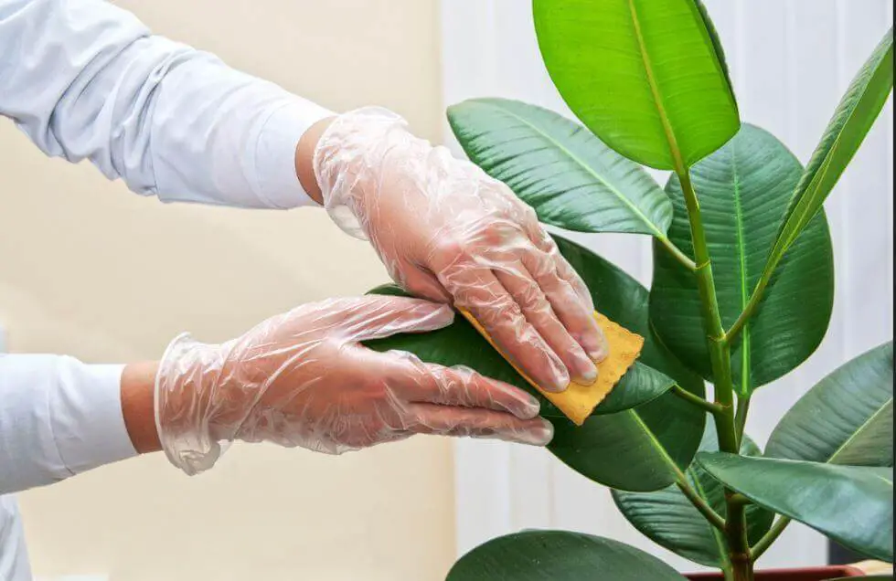 Aprenda A Limpiar Las Hojas De Las Plantas De Interior Consejos Para Mi Huerto 